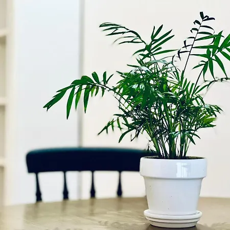 Coliving Napoleon Iii Apartment Ajaccio (Corsica)