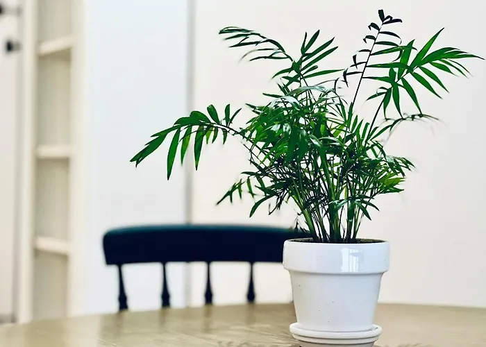 Coliving Napoleon Iii Apartment Ajaccio (Corsica)